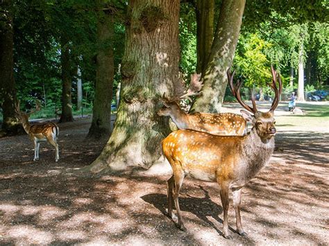 Oplev Marselisborg Dyrehave – Århus’ Smukke Dyrepark